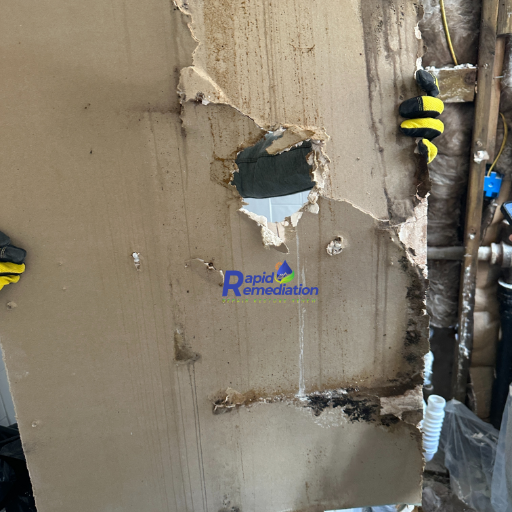 “mold <img decoding=